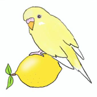 レモン色のインコとレモン セキセイインコ,インコ,鳥,ペット,小鳥,コンパニオンバード,レモン,果物,レモンイエローのイラスト素材