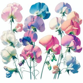 Illustration, sweet pea, spring, pastel, 