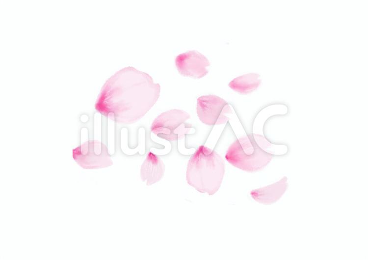 桜の花びら 桜,花びら,ピンクのイラスト素材