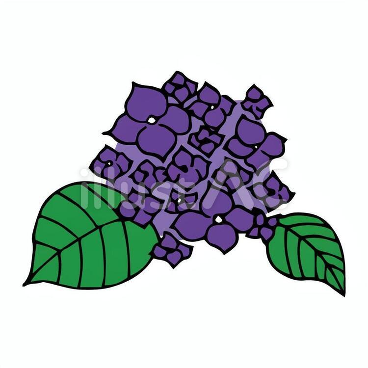 あじさい 紫陽花,梅雨,6月のイラスト素材