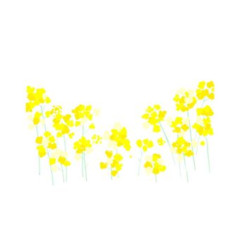 Sparsely blooming rapeseed flowers, , JPG and PNG