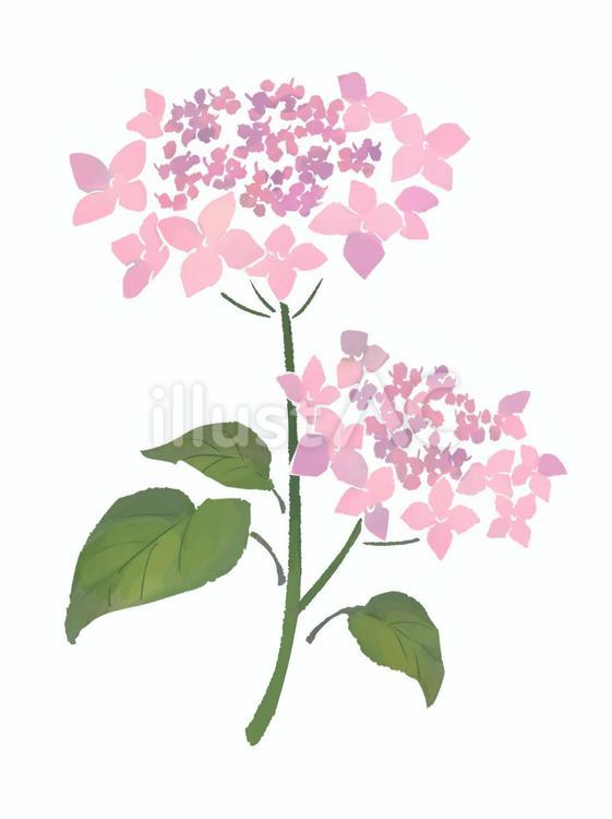 ヤマアジサイ　ピンク ヤマアジサイ,花,植物のイラスト素材