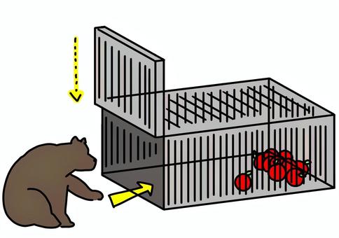クマと罠の中にりんご　カラー クマ,りんご,罠,害獣,駆除,カラーのイラスト素材