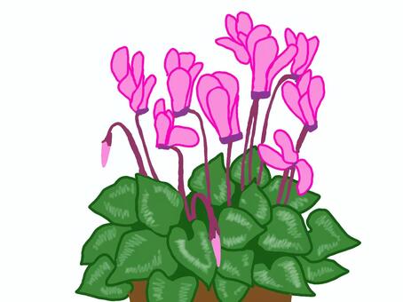 ピンクのシクラメン ピンク,シクラメン,花,鉢植え,植物,植木,ガーデニング,園芸,冬のイラスト素材