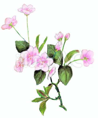 ピンクの花 色鉛筆