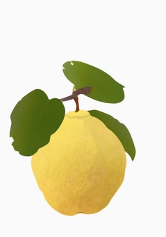 マルメロ マルメロ マルメロ,果実,落葉高木,食用,芳香性,酸味,果実酒,ジャム,砂糖漬けのイラスト素材