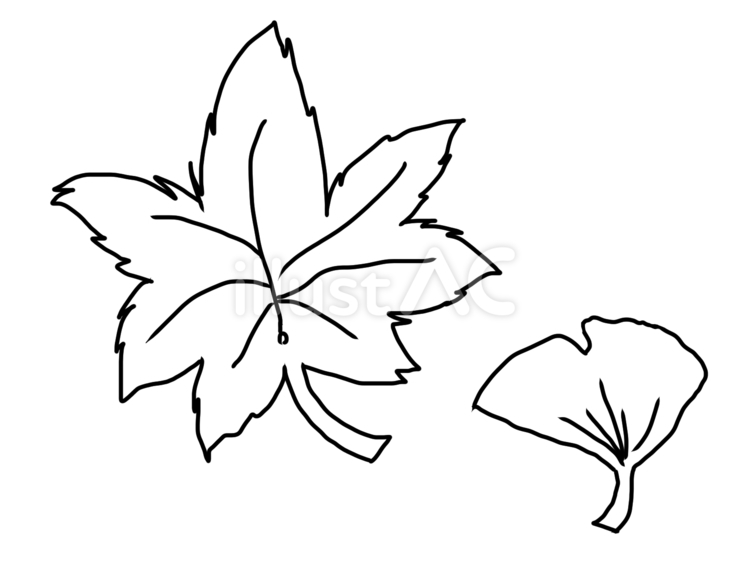 紅葉といちょう 紅葉,いちょう,葉っぱのイラスト素材