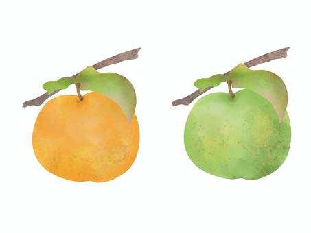フルーツ水彩　赤と青の和梨 梨,和梨,水彩,フルーツ,果物,赤梨,青梨,秋の味覚,果実,食べ物のイラスト素材