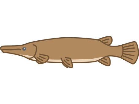 Illustration, alligator gar, gar, alligator, 