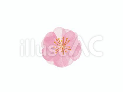 梅の花③ 水彩素材 手描きイラスト