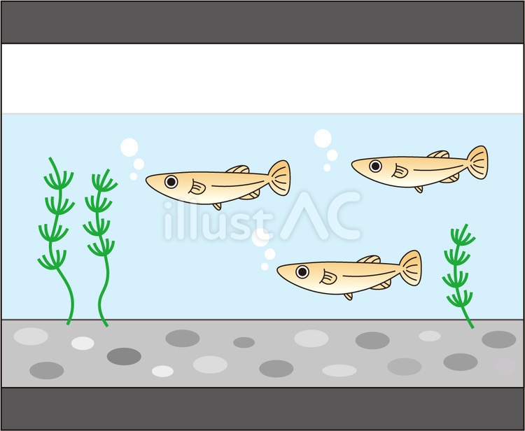 メダカ　水槽　線あり メダカ,水槽,飼育のイラスト素材