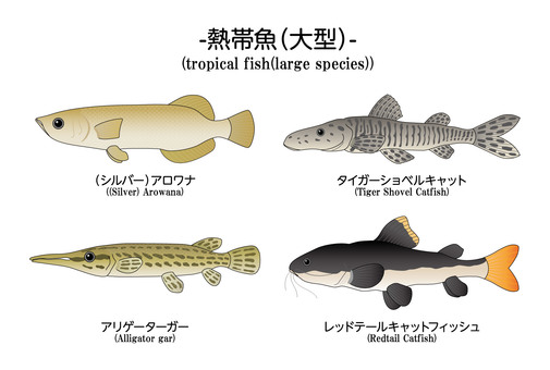 Illustration, tropical fish, aquarium fish, freshwater fish, 