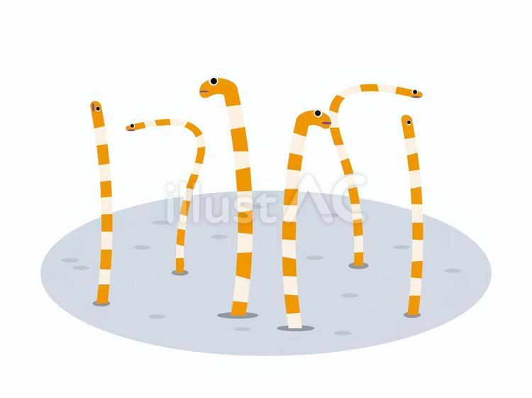 縞模様のチンアナゴ チンアナゴ,海水魚,魚類のイラスト素材