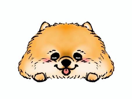 Illustration, perro, pomerania, tumbarse, 