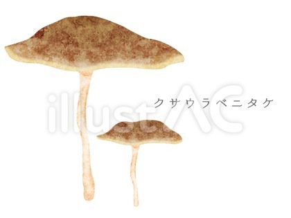 毒キノコ クサウラベニタケ イラスト