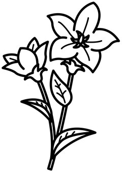 桔梗-1c 桔梗,花,葉,植物,かわいい,シンプル,モノクロ,白黒,シルエットのイラスト素材