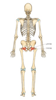 骨格と上・下双子筋 上双子筋,下双子筋,深層外旋六筋,筋,筋肉,ガイコツ,解剖,骨,モデル,骨格のイラスト素材