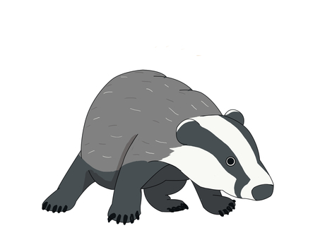 ヨーロッパアナグマ（右向き） ヨーロッパアナグマ,アナグマ,動物,ヨーロッパ,右向きのイラスト素材