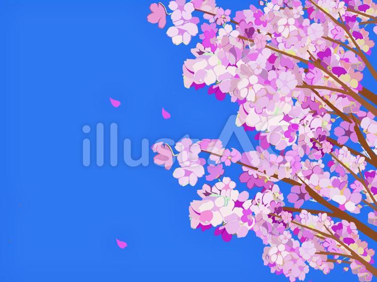 桜 桜,花,ポストカードのイラスト素材