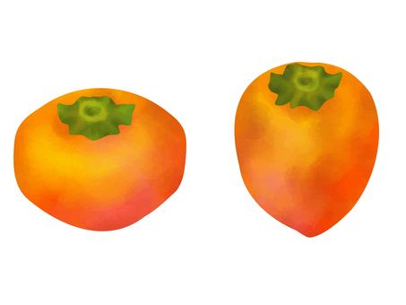 フルーツ水彩　秋の果物かき 柿,水彩,フルーツ,果物,秋,10月,11月,渋柿,甘柿,食べ物のイラスト素材