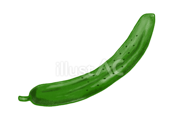 きゅうり　単品 きゅうり,野菜,夏のイラスト素材