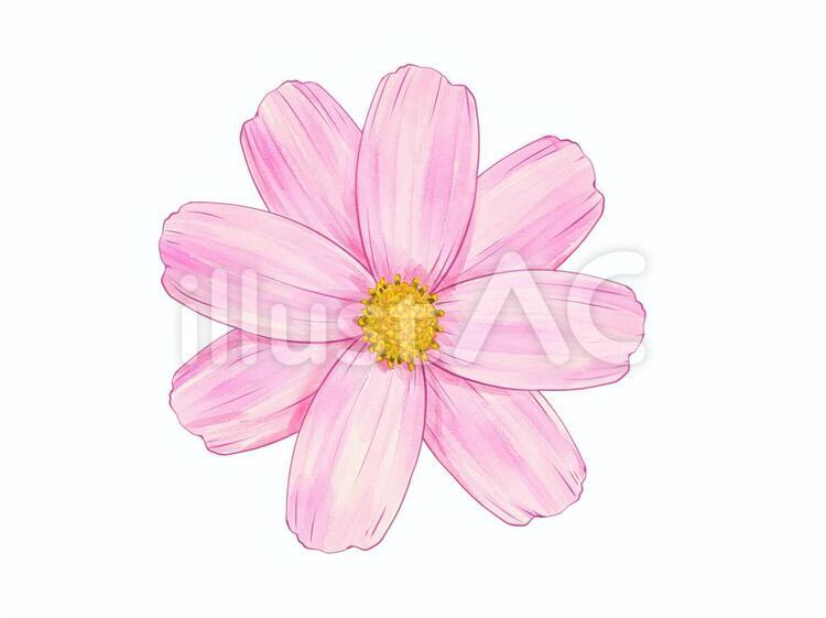 コスモス 植物,秋の花,花のイラスト素材