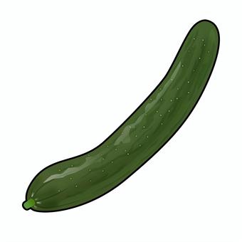 きゅうりのリアルテイストイラスト きゅうり,野菜,夏野菜,栄養,健康,食育,献立,レシピ,ヘルシー,サラダのイラスト素材