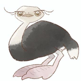 Ostrich, JPG and PNG Ostrich, , JPG and PNG