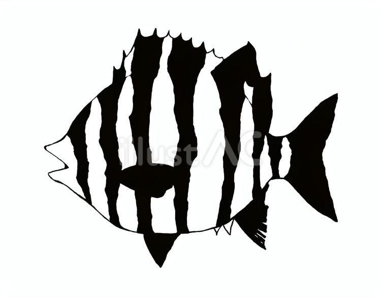 イシダイをイメージした手描きイラスト イシダイ,魚,生き物のイラスト素材