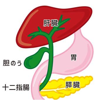 肝臓・胆のう・胃・膵臓・十二指腸 胆のう,肝臓,胃,膵臓,十二指腸,臓器,胆嚢,人体,内蔵,図解のイラスト素材