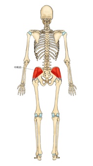 骨格と中殿筋（後面） 中殿筋,筋,筋肉,ガイコツ,解剖,骨,モデル,骨格,解剖学,スケルトンのイラスト素材