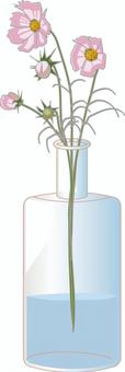 コスモス飾る コスモス,花,咲く,きれい,秋,ガラス,瓶,容器,飾るのイラスト素材