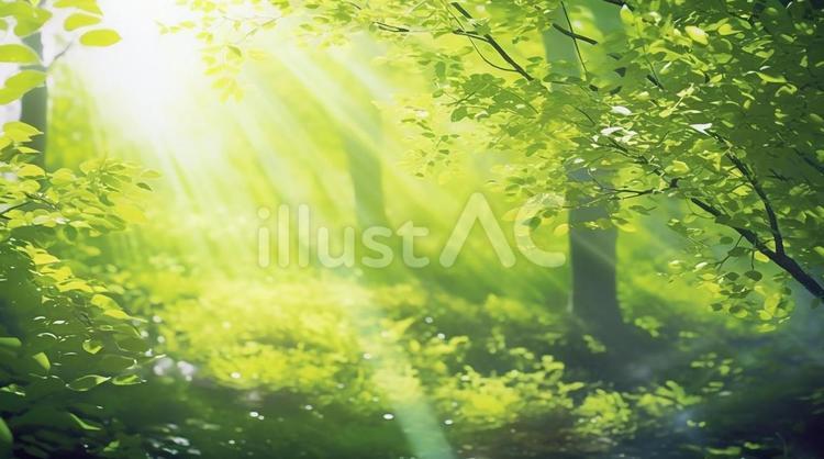 新緑の木々から差し込む木漏れ日 新緑,木,植物のイラスト素材