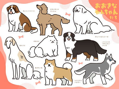 大きなわんちゃんたちのイラスト 犬,わんこ,ワンちゃん,犬種,大型犬,セントバーナード,スタンダードプードル,グレートピレニーズ,ボルゾイ,サモエドのイラスト素材
