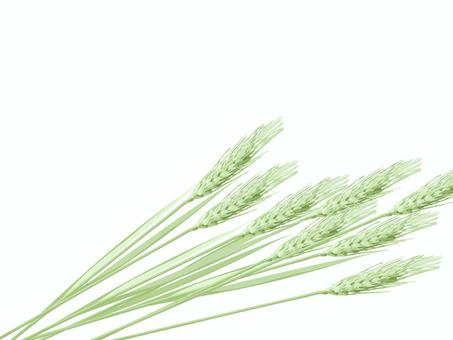 青々した緑の麦穂　影なし　mugi013