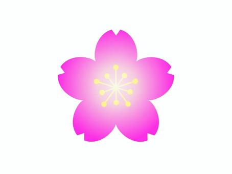 桜の花アイコン 桜,アイコン,ピンク,花,シンプル,グラデーション,定番,ワンポイント,ミニマル,マークのイラスト素材