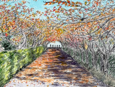 落葉する冬の桜並木 風景画,風景,水彩画,スケッチ,ペンスケッチ,桜,桜並木,紅葉,落葉,冬のイラスト素材
