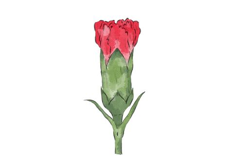 Red carnation buds (watercolor), , JPG, PNG and AI