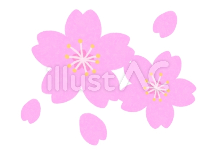 桜 桜,花,花びらのイラスト素材
