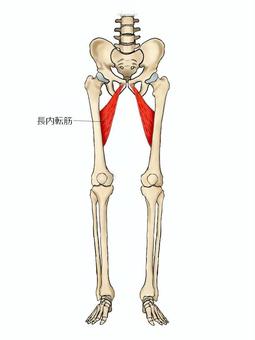 長内転筋のイラスト 長内転筋,筋,筋肉,ガイコツ,解剖,骨,モデル,骨格,解剖学,スケルトンのイラスト素材
