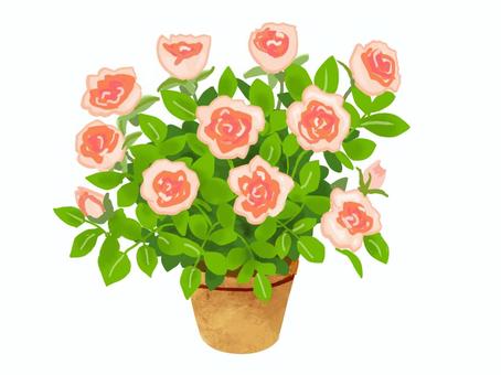 ミニバラ　オレンジ ミニバラ,バラ,鉢植え,花,リアル,手描きのイラスト素材