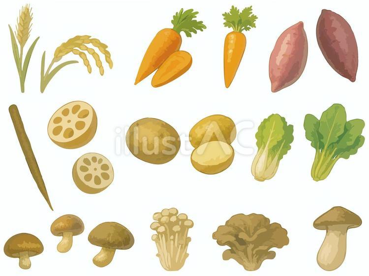 秋の旬野菜 さつまいも・きのこ・稲など 秋,旬,野菜のイラスト素材