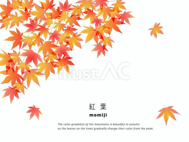 秋イメージ背景☆モミジ 秋,紅葉,モミジのイラスト素材