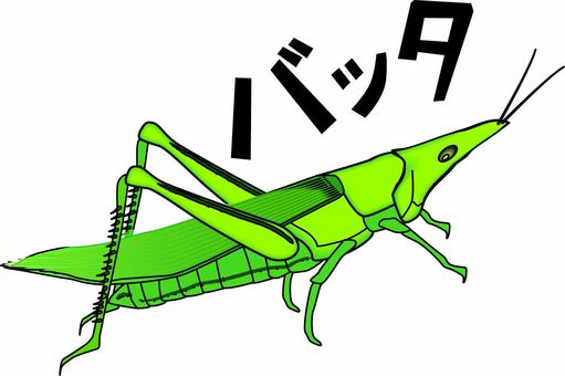 バッタ　　 バッタ,昆虫,小さい,観察,カタカナ,線画のイラスト素材