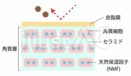 セラミド 健康な肌 断面図