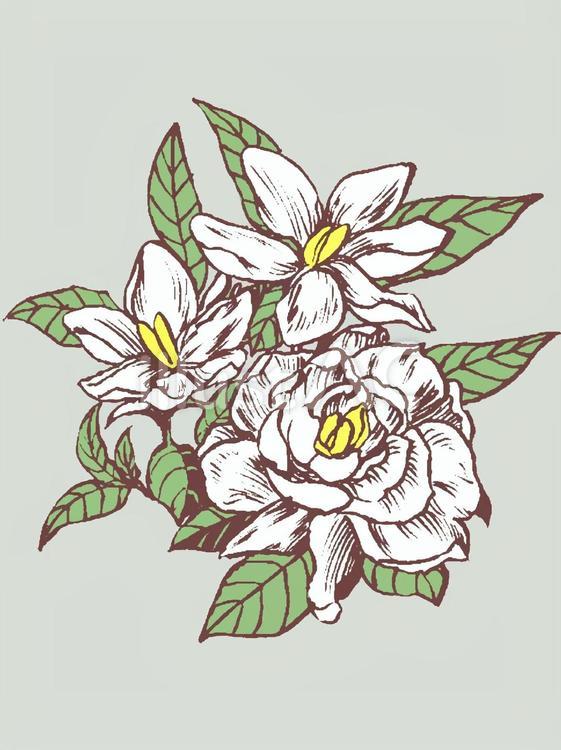 誕生花(６月８日) 花,クチナシ,誕生花のイラスト素材