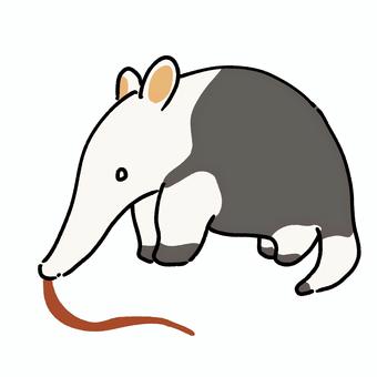 舌を出すアリクイ アリクイ,舌,動物,生き物,アリ,白黒,鼻,砂漠のイラスト素材