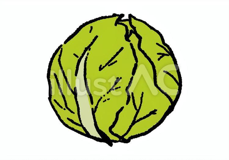 キャベツ　手描き キャベツ,野菜,丸ごとのイラスト素材