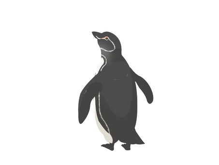 Illustration, pinguin des galapagos, penguin, oiseau, 