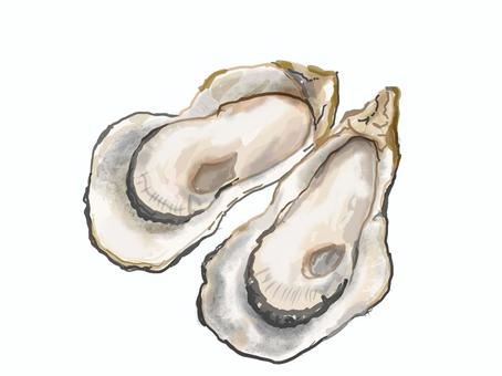 カキ カキ,生ガキ,殻付きカキ,リアル,手描きのイラスト素材